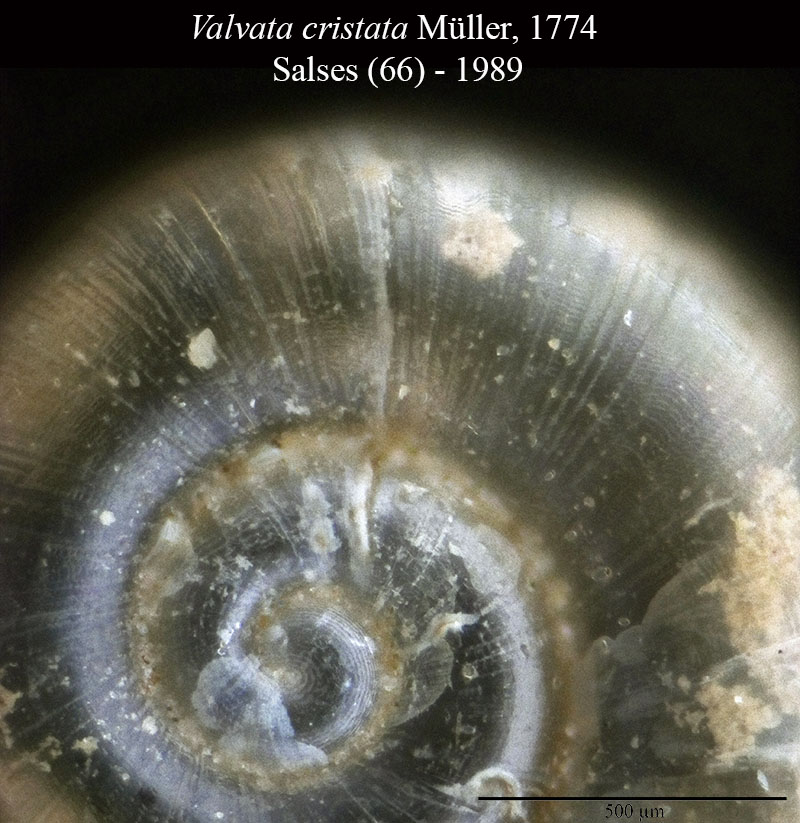 Dasyskenea suavis ???